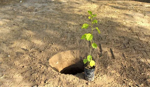 غرس ۱۰۰ اصله نهال در مجموعه ورزشی شهید شهبازی اسلام‌آبادغرب