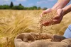 پرداخت بیش از ۸.۵ همت از مطالبات گندم‌کاران کردستانی