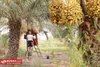 پیش‌بینی برداشت ۴۵۰۰ تُن خارک از نخلستان های خرمشهر برای عرضه به بازار