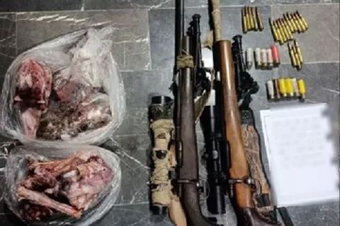 شکار غیرمجاز دو قوچ و میش وحشی در میناب متوقف شد