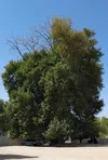 ثبت چنار کهنسال فیروزآباد در فهرست میراث طبیعی ملی