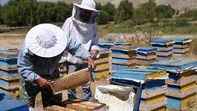 صادرات عسل ایران در مسیر چندبرابر شدن/ تولید ۱۲۷ هزار تن در سال گذشته