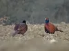 سرشماری پاییزه قرقاول در زیستگاه‌های طبیعی اردبیل آغاز شد