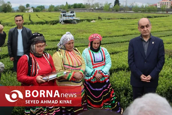 آیین برداشت چای بهاره