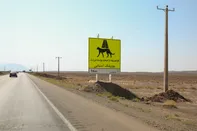 این دشت هنوز خانه یوز است