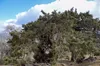 سرو دهبکری بم ثبت ملی می‌شود