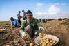 وزارت جهاد کشاورزی مخالف ممنوعیت صادرات سیب زمینی است