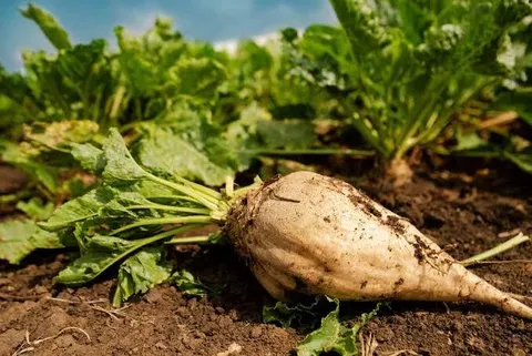 توسعه کشت پاییزه چغندرقند برای خودکفایی