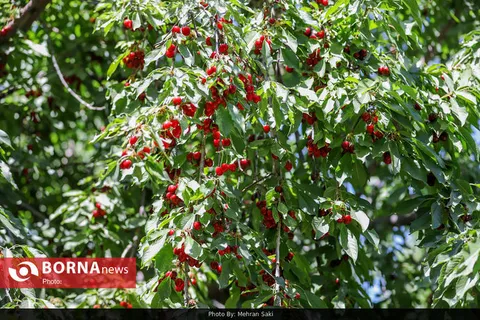 آغاز برداشت آلبالو از باغ‌های آذربایجان‌غربی ؛ پیش‌بینی برداشت ۲۰ هزار تن