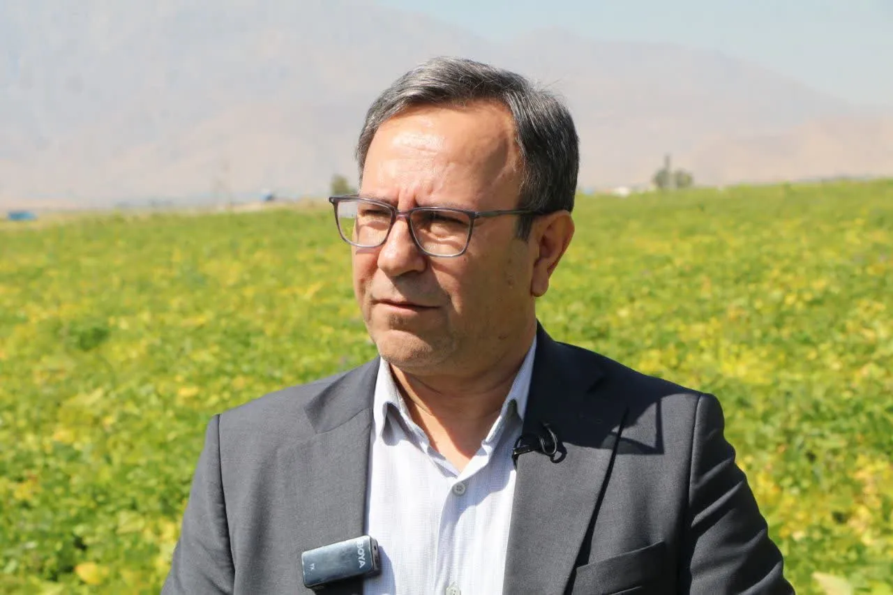 صیادی : صرفه‌جویی ۵۰ درصدی در مصرف آب با توسعه آبیاری نوین در مزارع لوبیای لرستان/ رتبه دوم تولید لوبیا در کشور در اختیار لرستان است