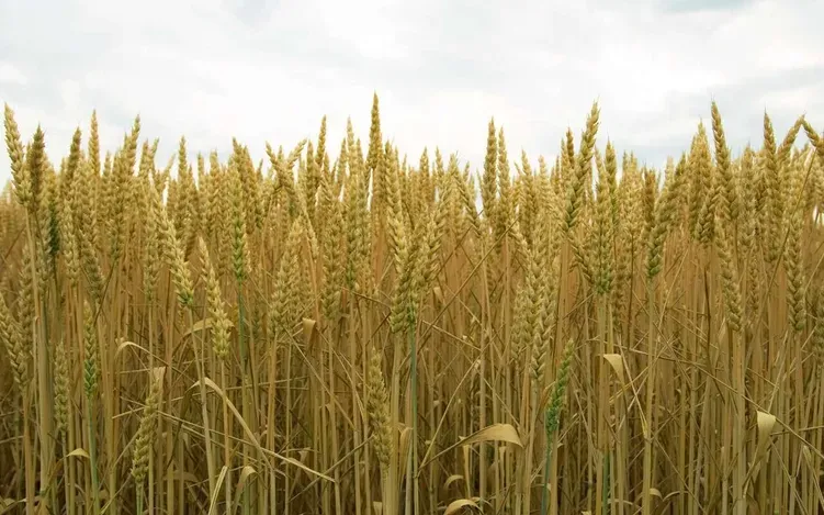 خبر جدید درباره پرداخت مطالبات گندمکاران