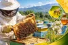 آغاز اجرای طرح سرشماری زنبورستان‌های قزوین