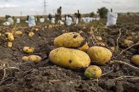 پیش‌بینی برداشت بیش از ۲۸۰ هزار تن سیب‌زمینی در لرستان