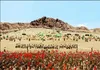 ضحاک بن عبدالله مشرقی؛ یکی از یاران امام حسین (ع) که ظهر عاشورا با اجازه امام جنگ را رها کرد