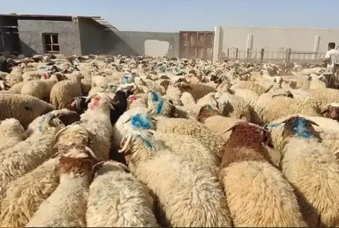 تحلیل بازار دام زنده در آستانه عید قربان / رونق نذورات اشتراکی با نرخ مصوب ۷۳۰ هزار تومانی + جدول