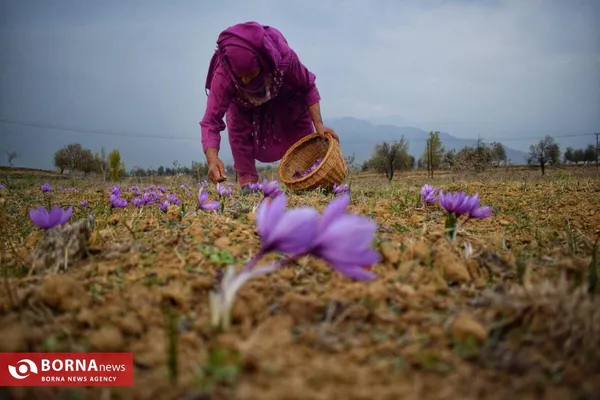 برداشت زعفران در کشمیر