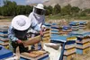 تنها یک درصد عسل تولیدی در سال گذشته صادر شده است