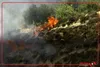 تصاویری از آتش زدن درختان زیتون فلسطینیان به دست صهیونیستها