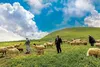 سلامت دام عشایری باید متناسب با الگوی کوچ مدیریت شود