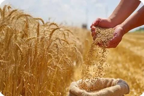گام بلند خراسان شمالی در تأمین امنیت غذایی / کشت گندم از مرز ۳۰ هزار هکتار گذشت