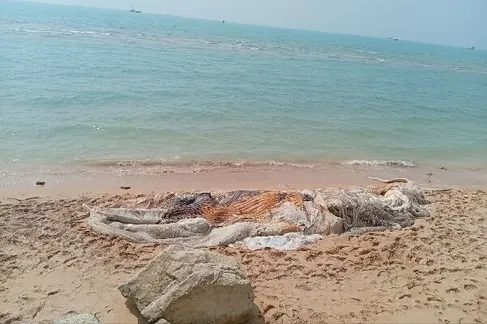 برخورد با شناور، علت مرگ نهنگ ۱۰ تنی در بندر چارک بود