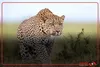 ثبت تصویر پلنگ ایرانی در پناهگاه خوش‌ییلاق