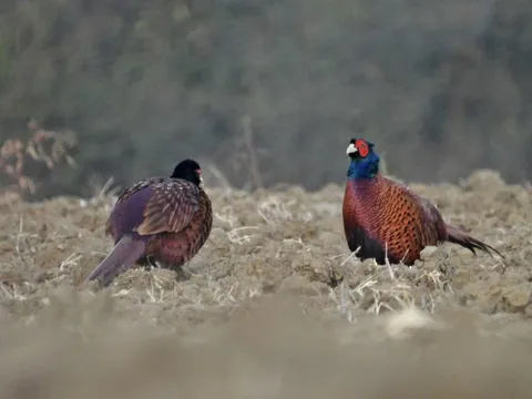 سرشماری پاییزه قرقاول در زیستگاه‌های طبیعی اردبیل آغاز شد