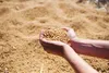 ثبت سفارش واردات انواع کنجاله آغاز شد
