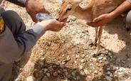 آهوی زخمی پس از یک ماه درمان دوباره در طبیعت قصرشیرین رها شد