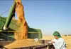 جدال میان دولت و گندمکاران بر سر نرخ خرید تضمینی؛ اختلاف ۲۵ هزار تومانی قیمت گندم