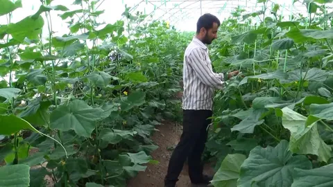 پرداخت ۲۰۱ میلیارد تومان تسهیلات کشاورزی در خراسان جنوبی