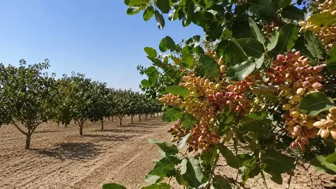 خاتم پیشتاز تولید پسته یزد؛ پیش‌بینی برداشت ۱۱ هزار تن