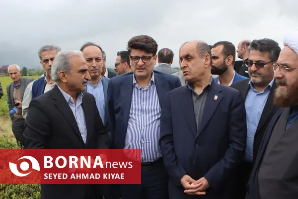 آیین برداشت چای بهاره