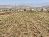 اجرای طرح خشکه‌کاری برنج در چگنی در راستای مدیریت مصرف آب لرستان