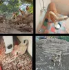 دستگیری سارقان بزهای کوهی باغ‌وحش دزفول / یک راس سلاخی شده بود