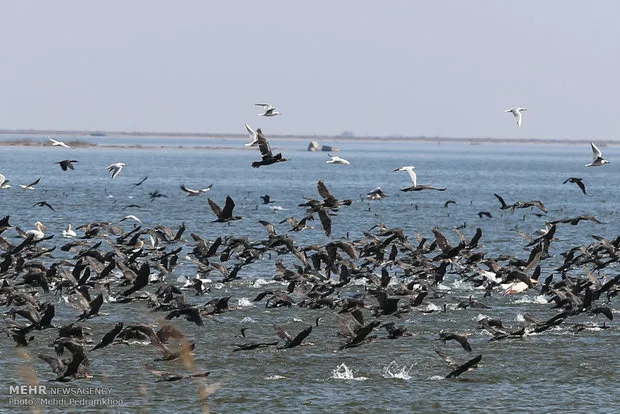 پرندگان آبزی پارک ملی دریاچه ارومیه سرشماری می شوند