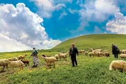 سهم ۲۵ درصدی عشایر در تولید گوشت قرمز کشور با ۳۰ میلیون رأس دام