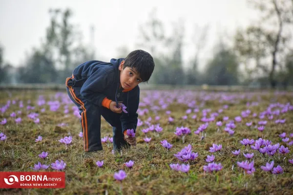 برداشت زعفران در کشمیر