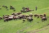 رشد ۱۸ برابری احاله مدیریت طرح‌های مرتعداری در هرمزگان