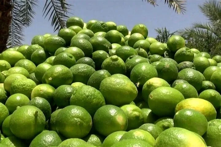 برداشت ۳۶ هزار تن لیموترش در استان بوشهر