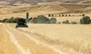 پیش بینی تولید یک و نیم میلیون تن گندم، کلزا و جو در گلستان