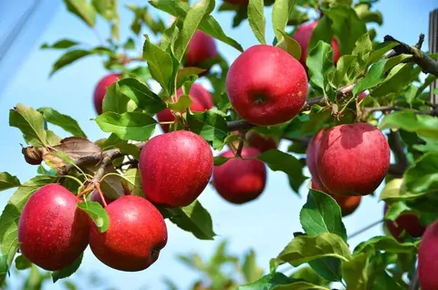 خرید توافقی بیش از ۳۶۰۰ تن سیب درختی از باغداران آذربایجان‌غربی