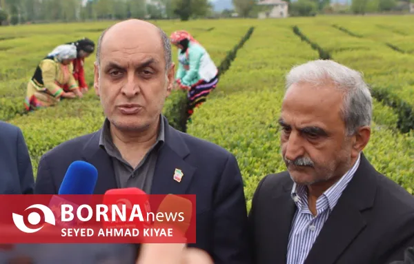 آیین برداشت چای بهاره