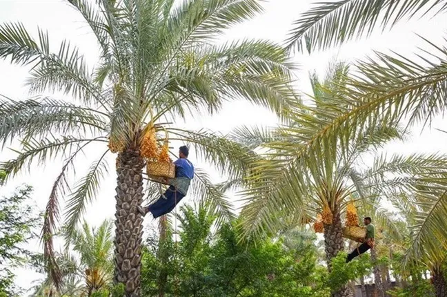 نخل، بیش از یک درخت