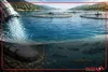 تحول در پرورش ماهی با فناوری نانوحباب