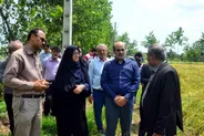 فرماندار لاهیجان: توسعه مکانیزاسیون، ضامن پایداری تولید برنج و حمایت از کشاورزان است