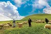 عرضه مستقیم محصولات عشایری استان تهران در بازارچه‌های فصلی و میادین میوه و تره‌بار