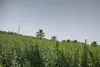 پیش‌بینی برداشت ۷۶ تُن دانه روغنی کنجد در آبادان