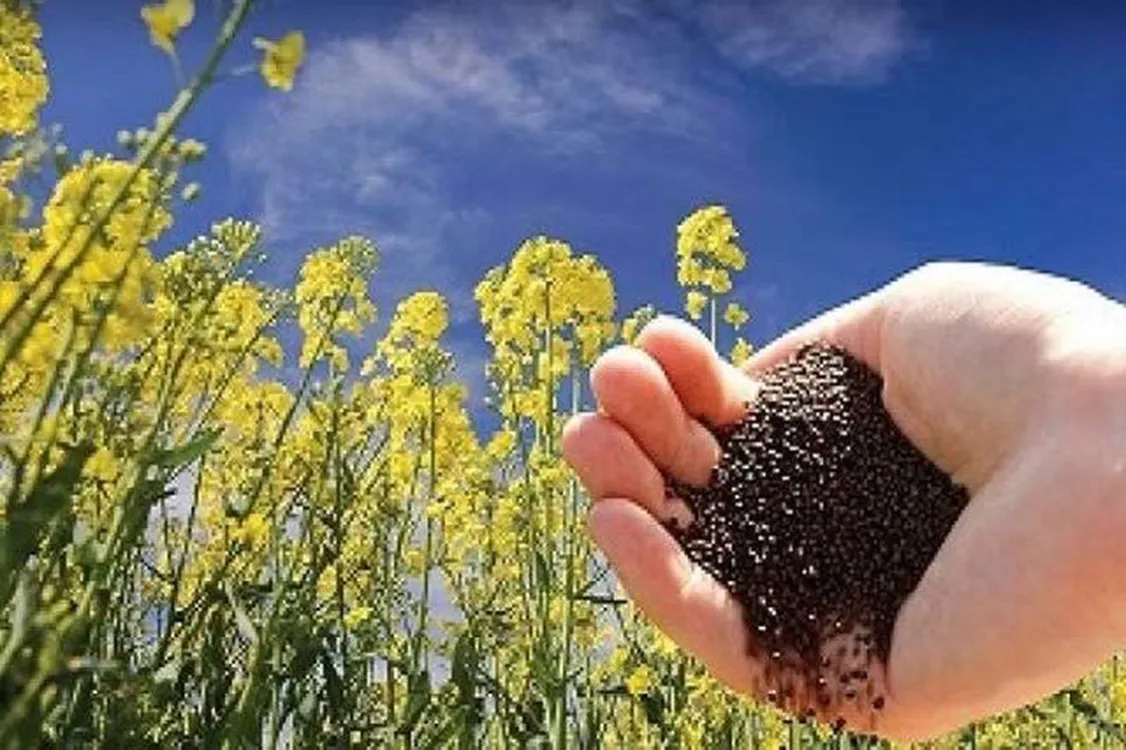 گام تازه برای توسعه کشاورزی قراردادی دانه‌های روغنی/ بسته‌های حمایتی برای شرکت‌های پشتیبان تدوین می‌شود