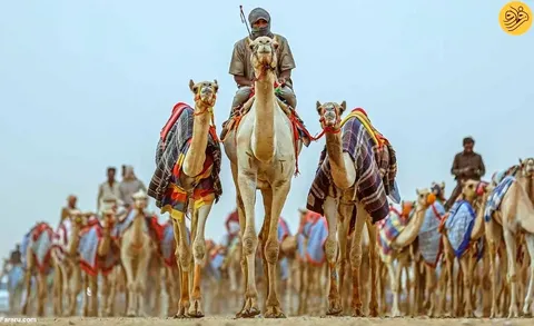 مسابقات جذاب شتردوانی در سیستان و بلوچستان با اهدای جوایز نفیس